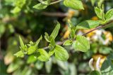 Lonicera japonica. Верхушка побега с бутонами. Греция, о. Крит, Ретимно (Ρέθυμνο), городское озеленение. 07.05.2014.