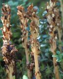 Hypopitys monotropa. Соплодия. Ленинградская обл., 1 км С-З ж-д ст. Лемболово. 02.09.2009.