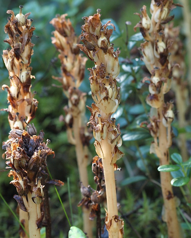 Изображение особи Hypopitys monotropa.