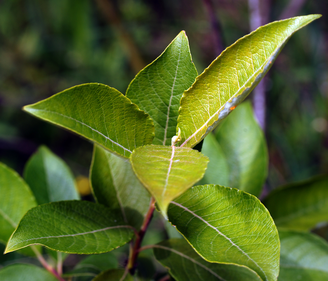 Image of Salix caprea specimen.