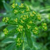 Euphorbia pilosa