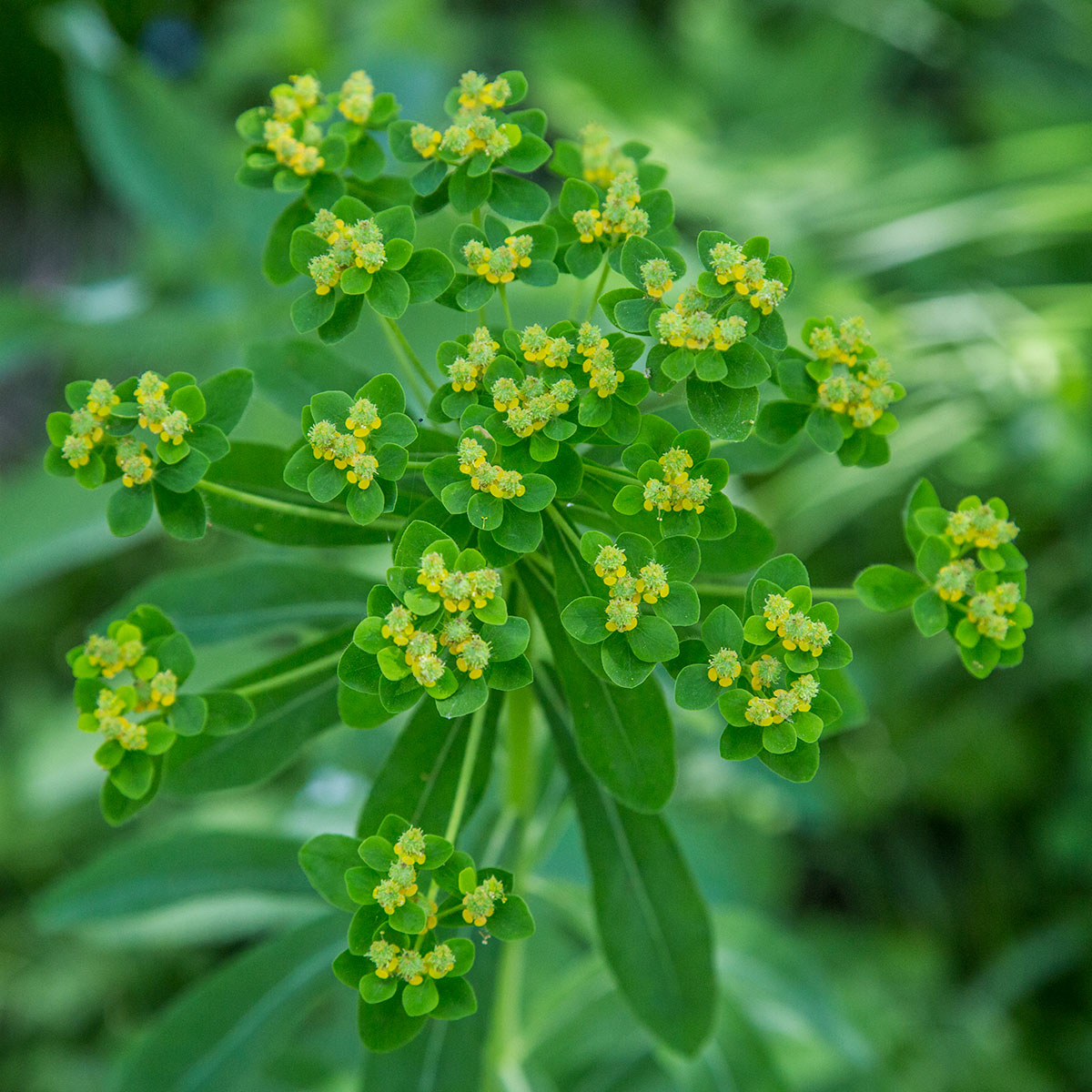 Image of Euphorbia pilosa specimen.