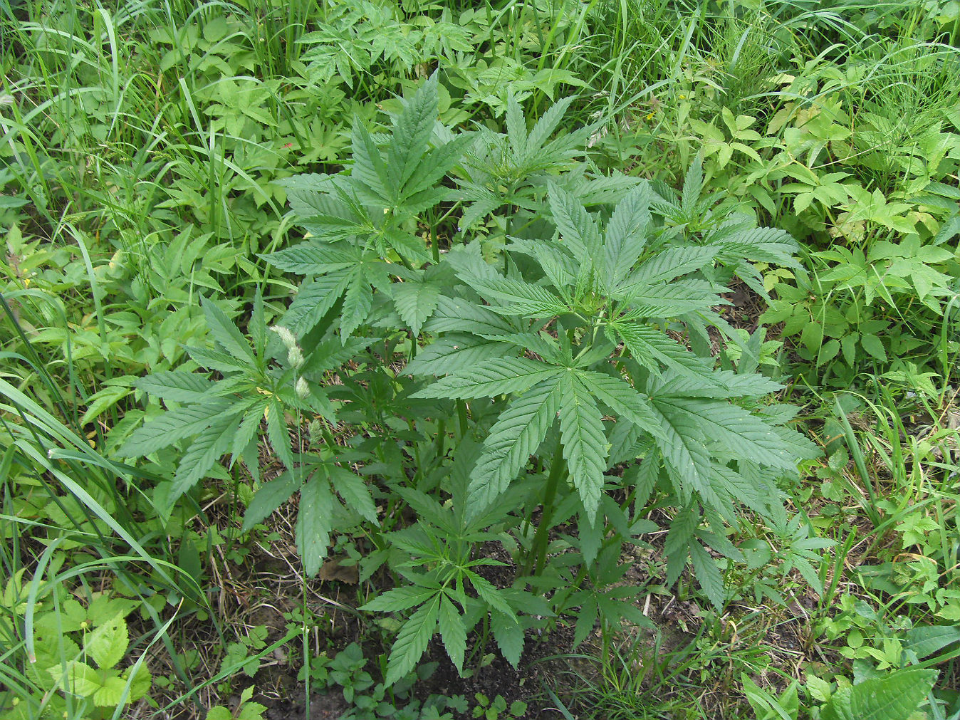 Image of Cannabis sativa specimen.