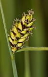 Carex rugulosa