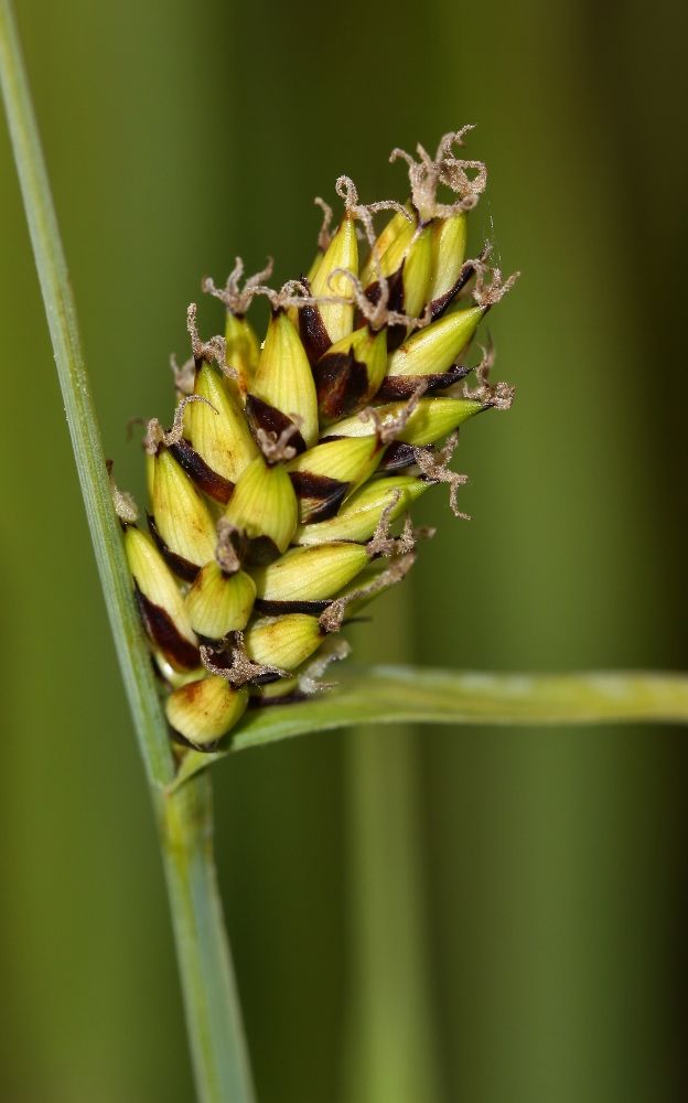 Изображение особи Carex rugulosa.