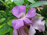 Mansoa alliacea