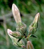 Campanula komarovii