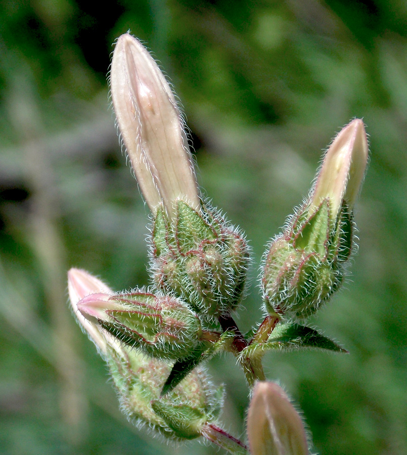 Image of Campanula komarovii specimen.