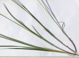 Carex pallescens