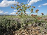 Ferula sugatensis