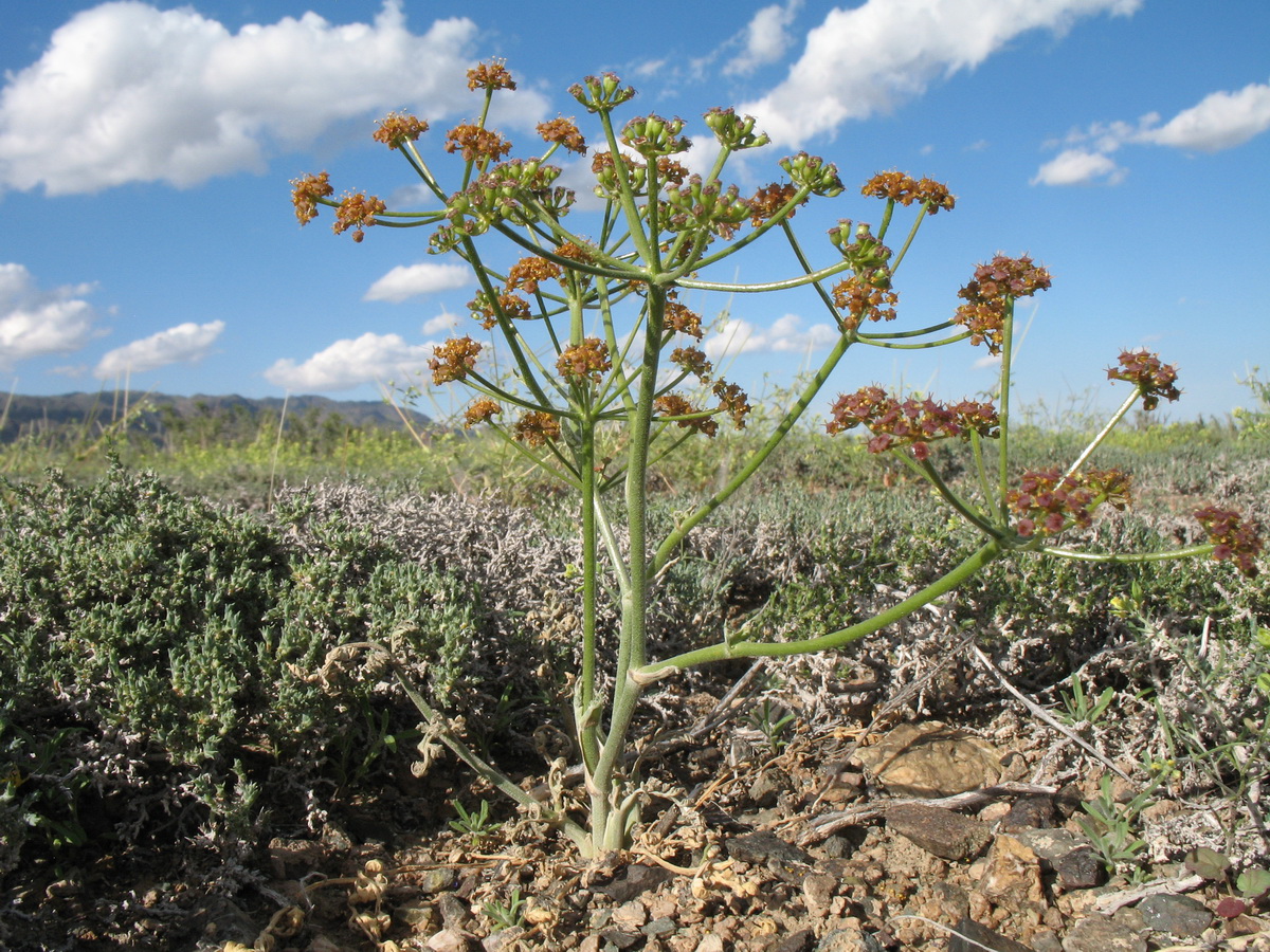 Изображение особи Ferula sugatensis.