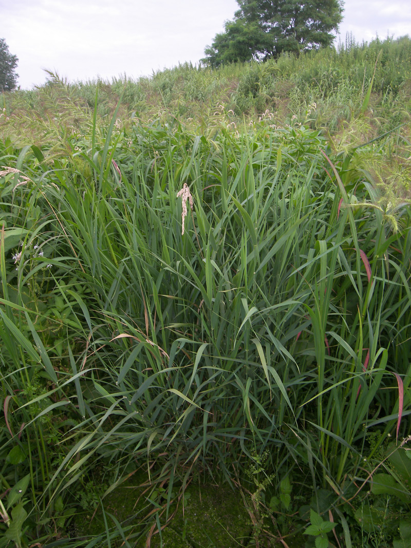 Image of Phalaroides arundinacea specimen.