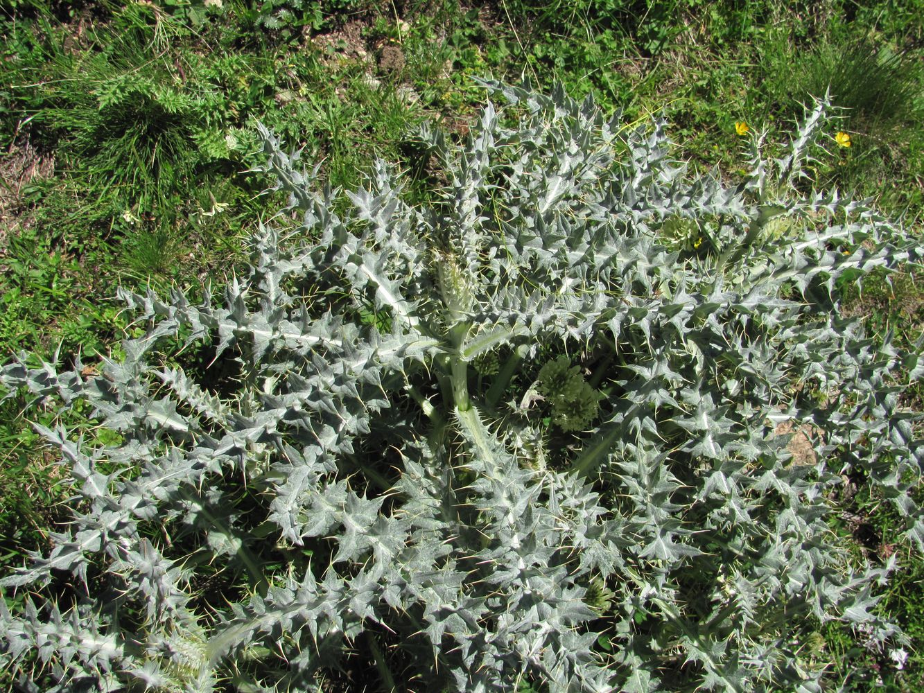 Изображение особи Cirsium cephalotes.