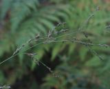 Molinia caerulea