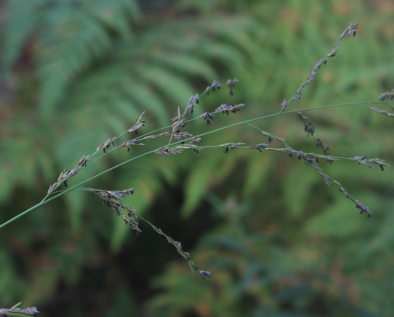 Image of Molinia caerulea specimen.