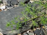 Salsola komarovii