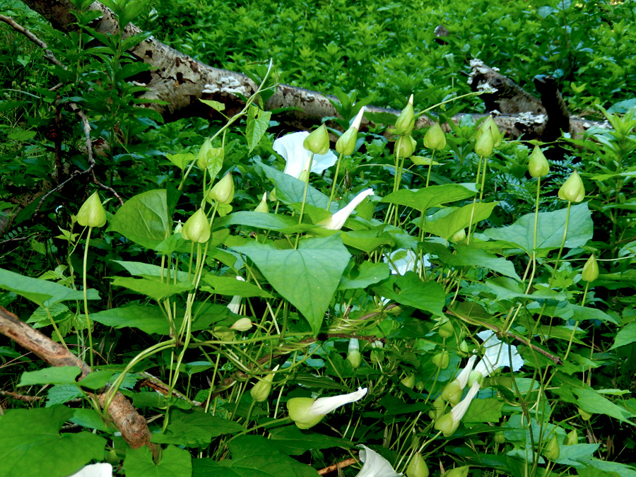 Image of Calystegia silvatica specimen.