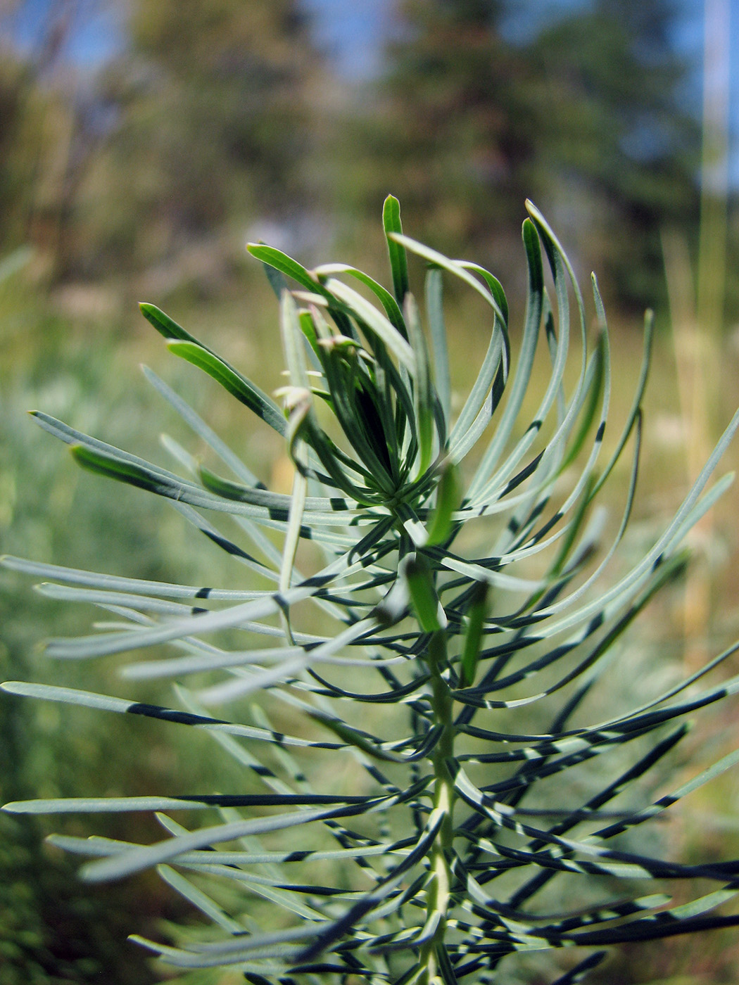 Изображение особи Euphorbia cyparissias.