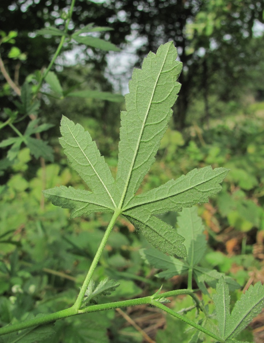 Изображение особи Althaea narbonensis.