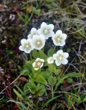 Parnassia palustris. Цветущее растение. Исландия, национальный парк Ватнайокюдль (южная часть), окр. ледника Скафтафельсйокюдль, мохово-лишайниковая тундра, берег ручья. 04.08.2016.