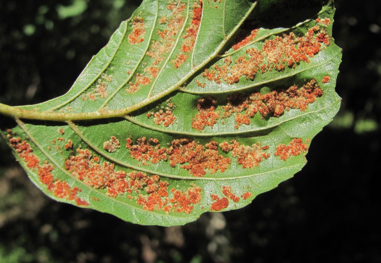 Image of Alnus barbata specimen.