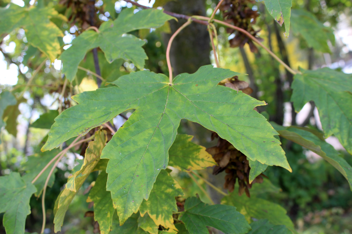 Image of Acer pseudoplatanus specimen.