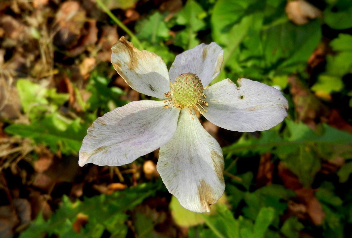 Image of Anemone sylvestris specimen.