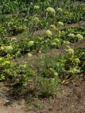 Daucus sativus. Цветущее растение. Восточный Казахстан, Уланский р-н, с. Украинка, дачный участок. 07.07.2016.