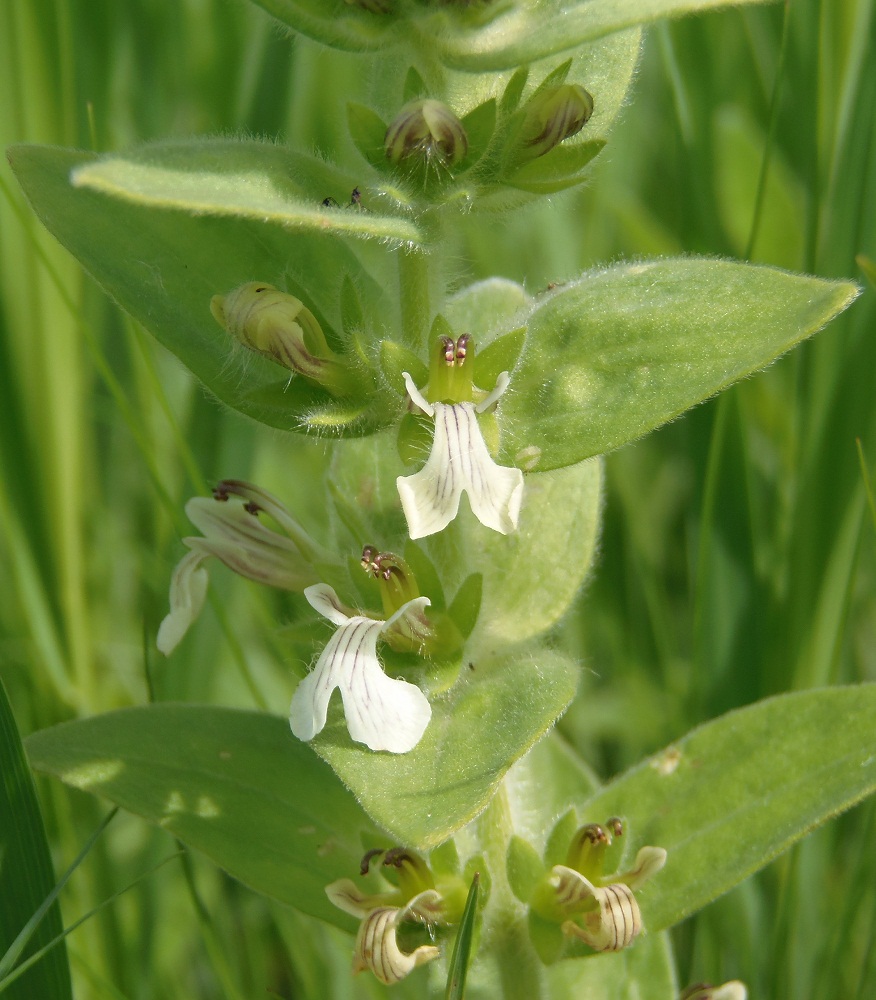 Image of Ajuga laxmannii specimen.