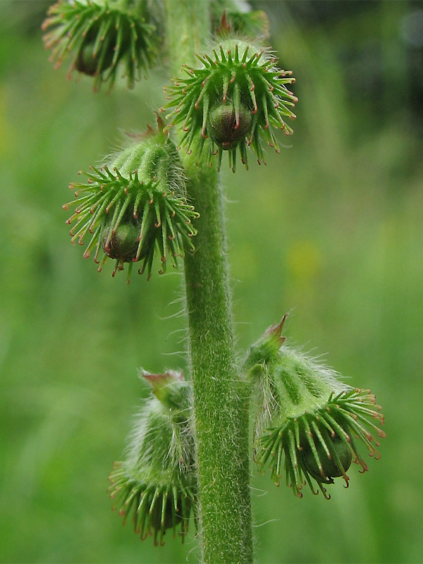 Image of Agrimonia eupatoria ssp. grandis specimen.