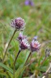 Erigeron lachnocephalus