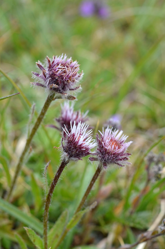 Image of Erigeron lachnocephalus specimen.