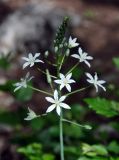 Ornithogalum ponticum. Соцветие. Крым, Бахчисарайский р-н, Качинский каньон, скала Бурун-Кая, буково-грабовый лес. 04.06.2016.