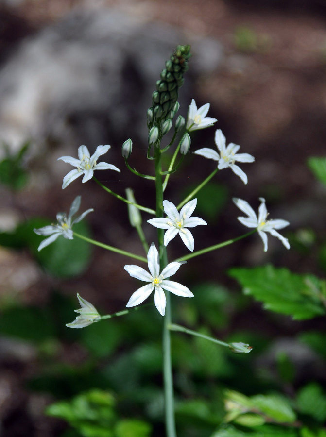 Изображение особи Ornithogalum ponticum.