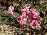 Dicentra peregrina