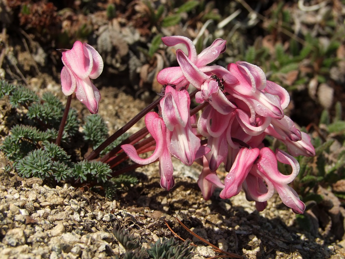 Image of Dicentra peregrina specimen.