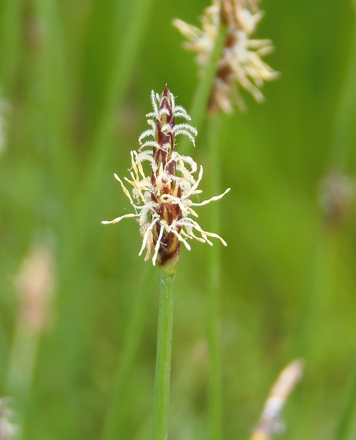 Изображение особи Eleocharis palustris.