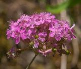 Silene compacta