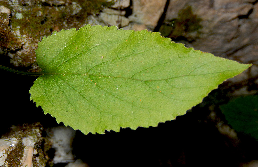 Image of Campanula pendula specimen.