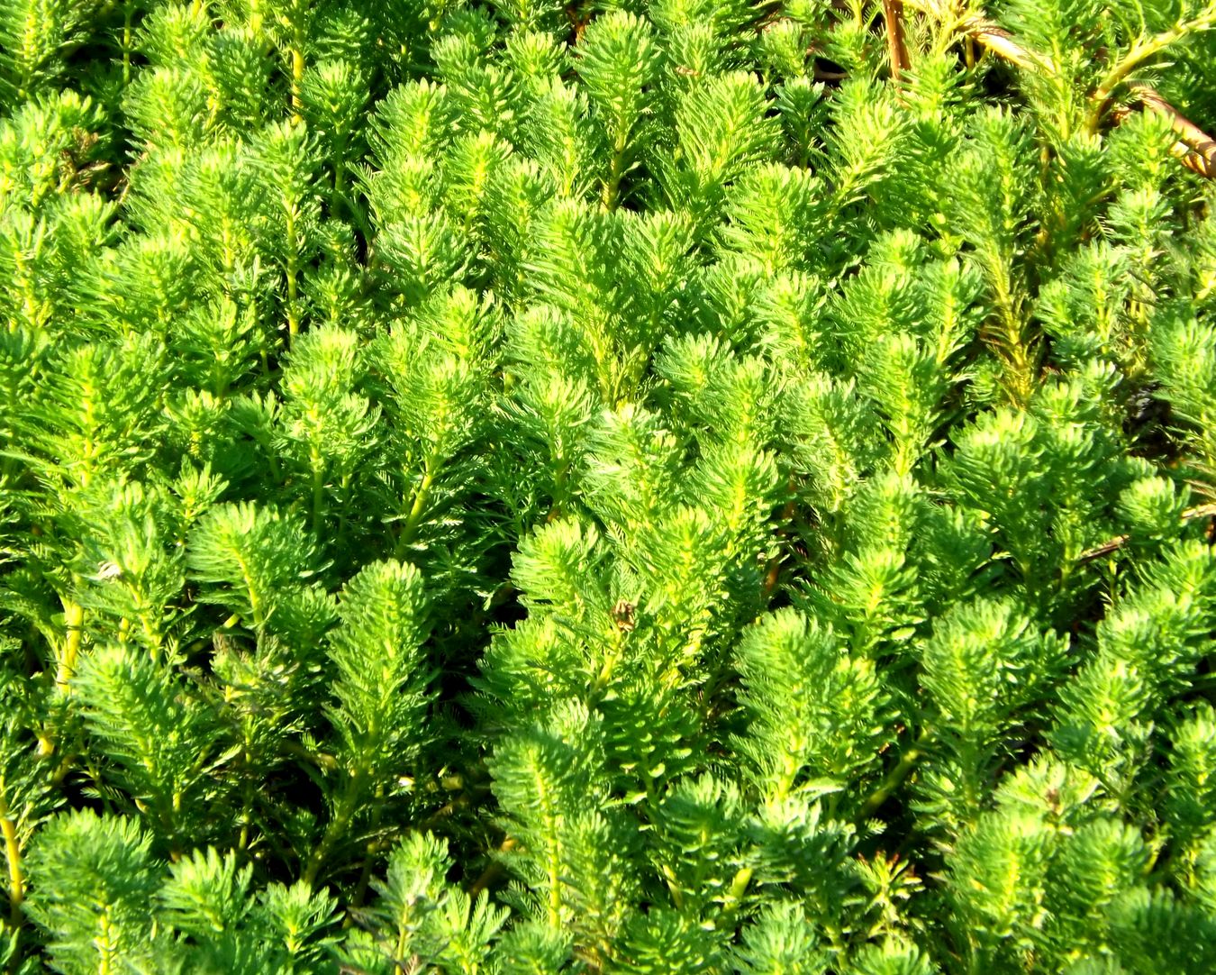 Image of Myriophyllum aquaticum specimen.