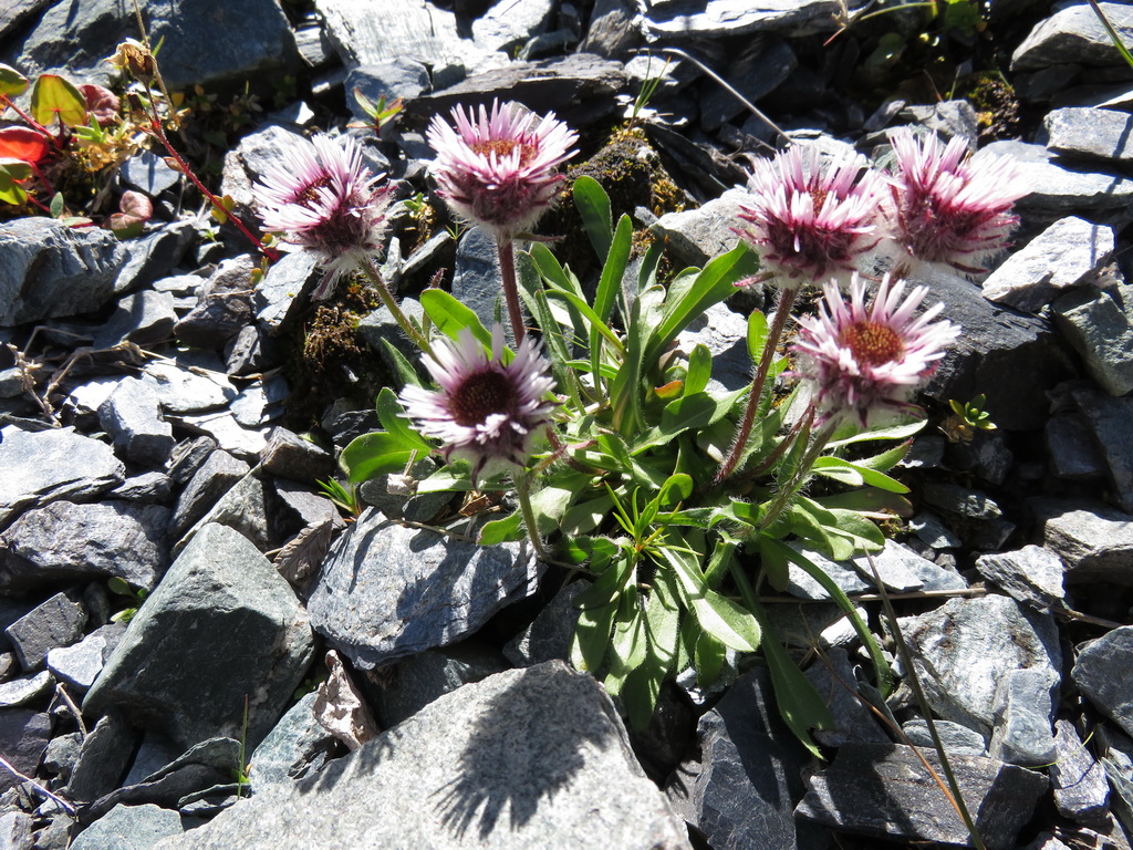 Image of Erigeron eriocalyx specimen.