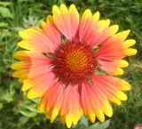 Gaillardia × grandiflora