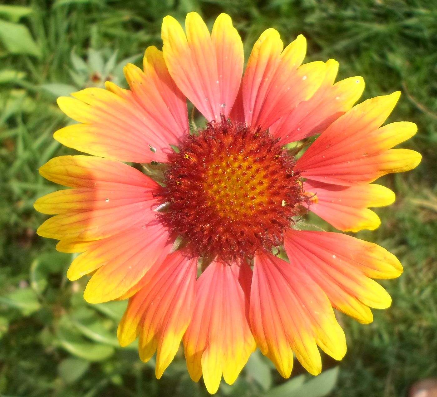 Изображение особи Gaillardia &times; grandiflora.