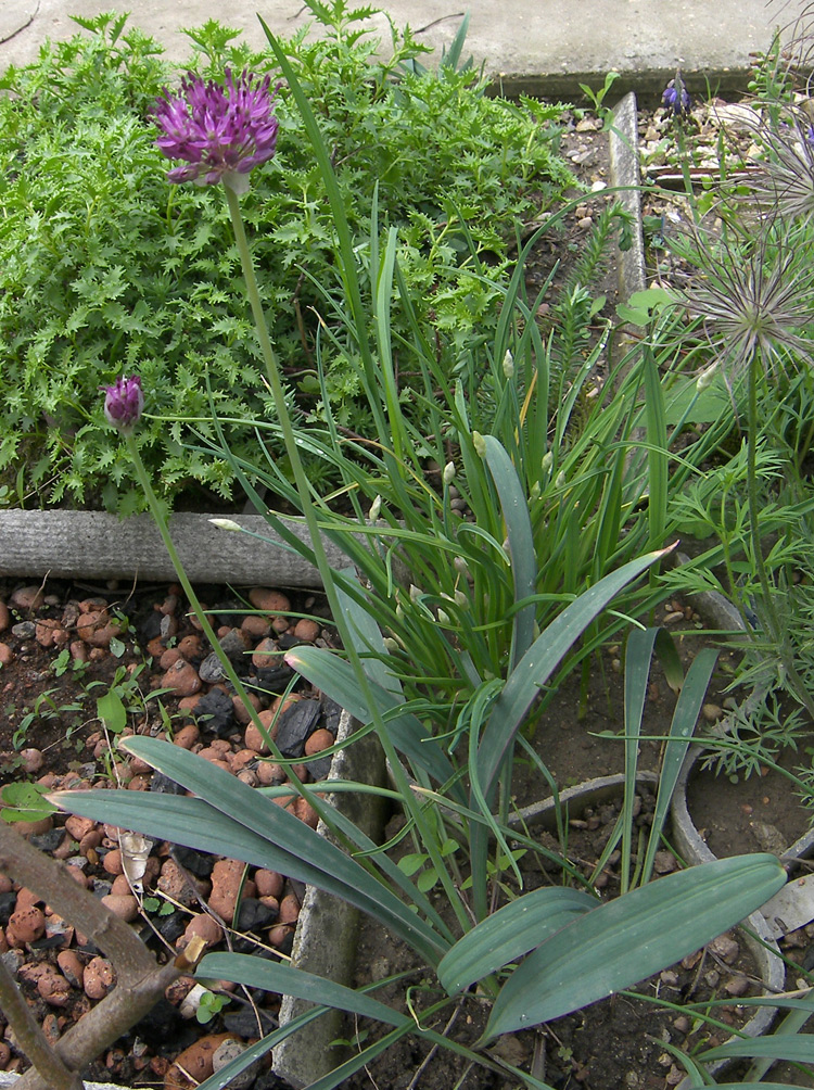 Image of Allium komarowii specimen.