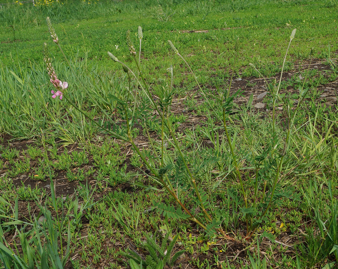 Image of Onobrychis viciifolia specimen.