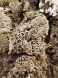 Lecanora allophana