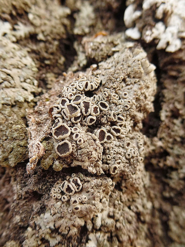 Изображение особи Lecanora allophana.