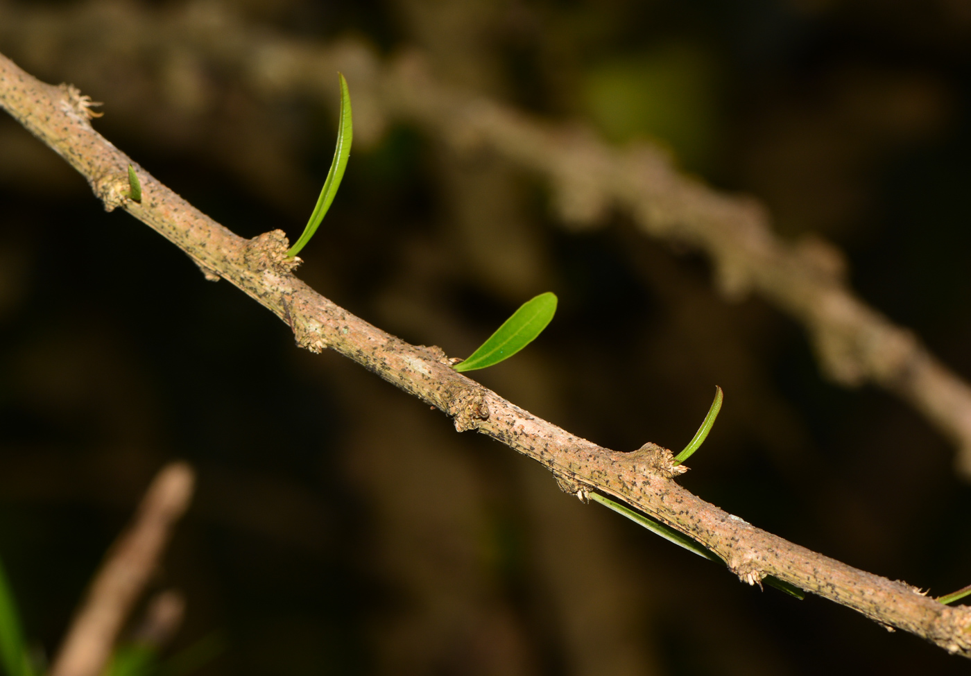 Изображение особи Crescentia alata.