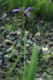 Iris setosa