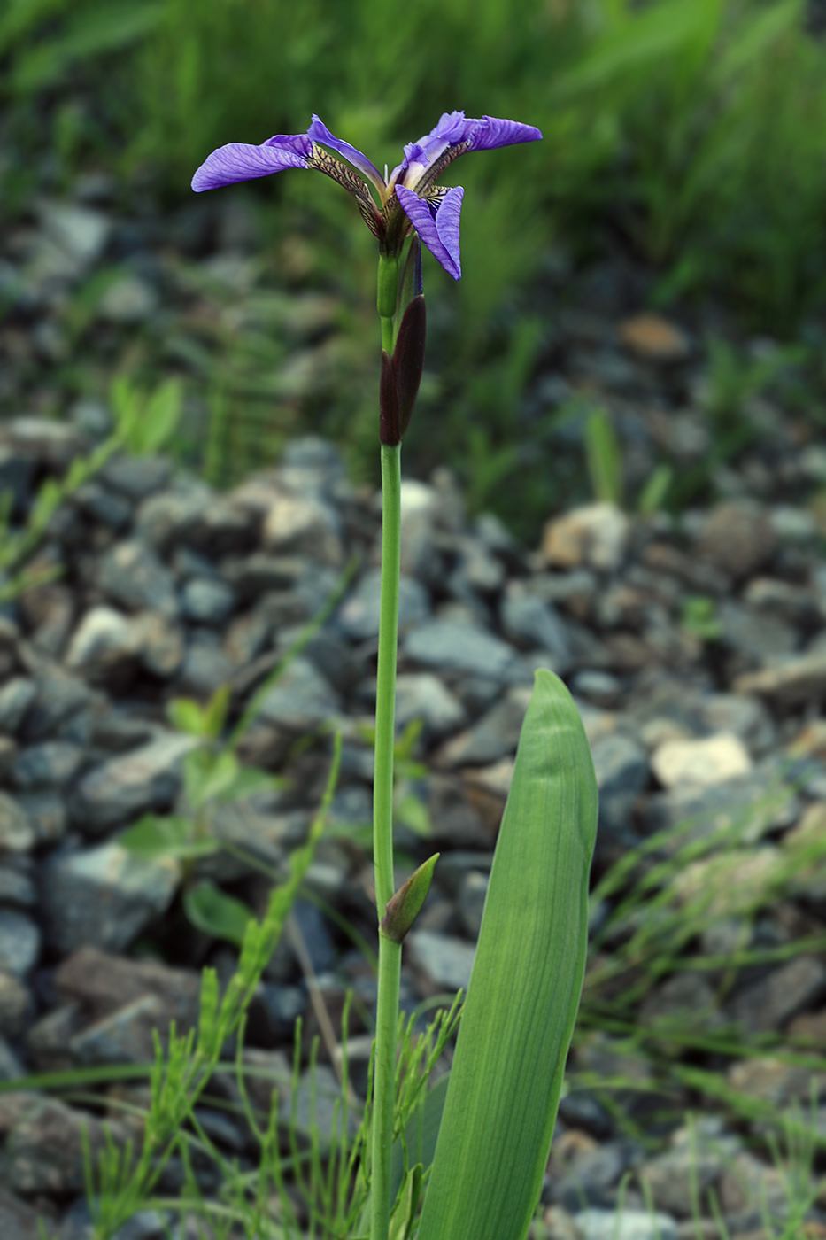 Изображение особи Iris setosa.